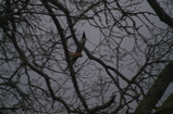 D7D00444 Red Kite (Milvus milvus) through tree branches.jpg